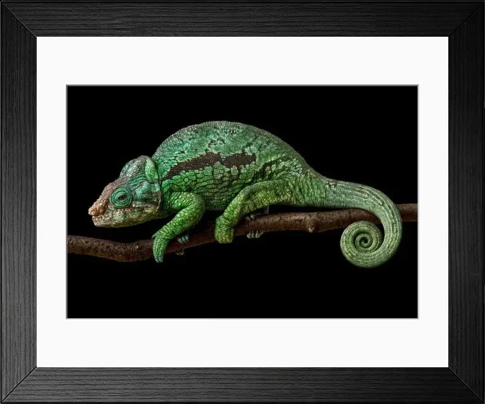 Framed Print : Flat-casqued chameleon (Calumma globifer) male Framed Print : Flat-casqued chameleon (Calumma globifer) male