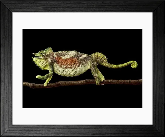 Framed Print : Four-horned chameleon (Trioceros quadricornis) male Framed Print : Four-horned chameleon (Trioceros quadricornis) male