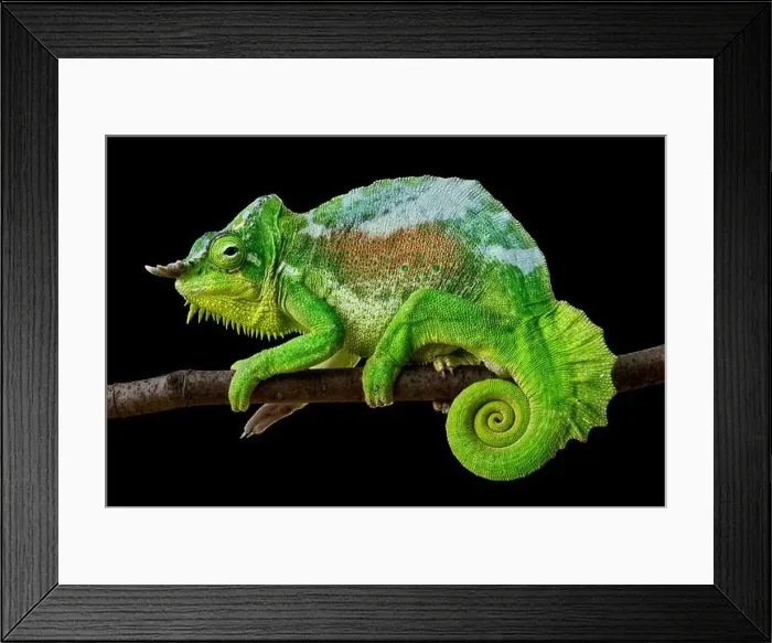 Framed Print : Four-horned chameleon (Trioceros quadricornis) male Framed Print : Four-horned chameleon (Trioceros quadricornis) male