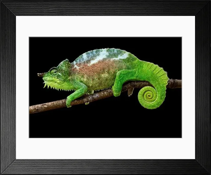 Framed Print : Four-horned chameleon (Trioceros quadricornis) male Framed Print : Four-horned chameleon (Trioceros quadricornis) male