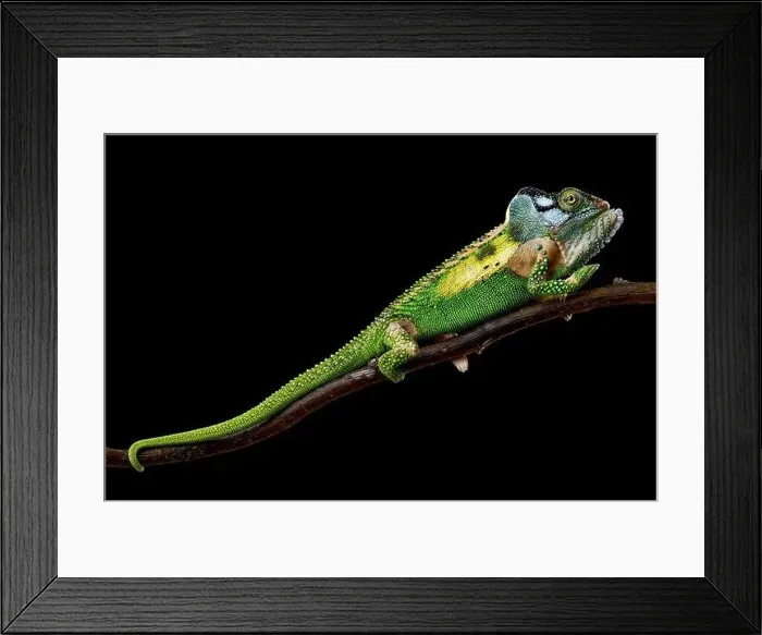Framed Print : Knysna dwarf chameleon (Bradypodion damaranum) male Framed Print : Knysna dwarf chameleon (Bradypodion damaranum) male