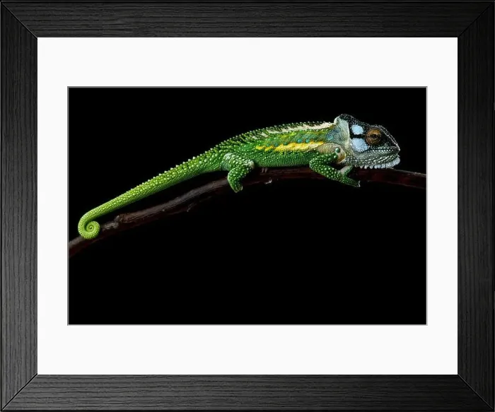 Framed Print : Knysna dwarf chameleon (Bradypodion damaranum) male Framed Print : Knysna dwarf chameleon (Bradypodion damaranum) male