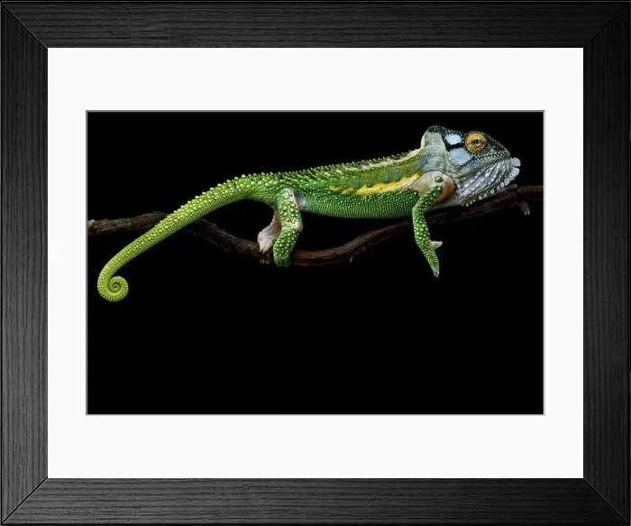 Framed Print : Knysna dwarf chameleon (Bradypodion damaranum) male Framed Print : Knysna dwarf chameleon (Bradypodion damaranum) male