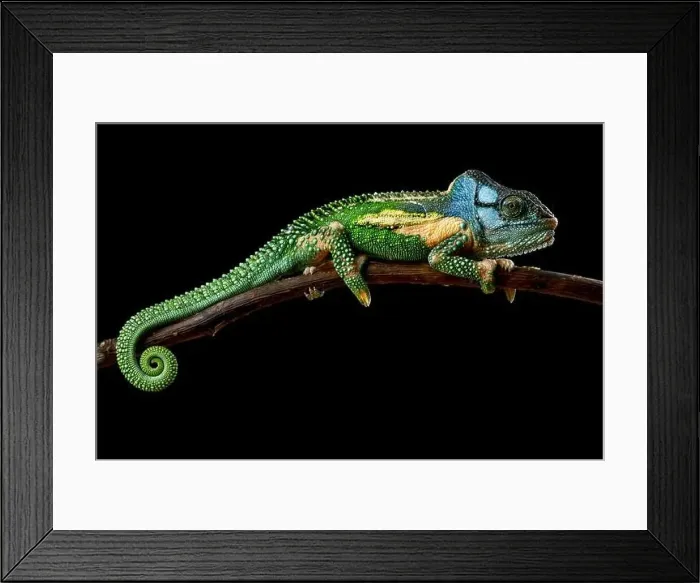Framed Print : Knysna dwarf chameleon (Bradypodion damaranum) male Framed Print : Knysna dwarf chameleon (Bradypodion damaranum) male