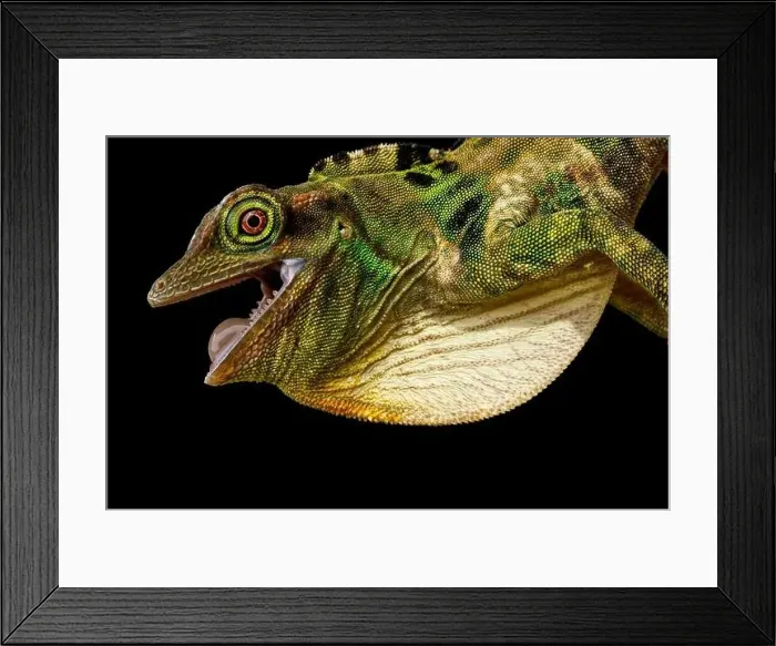 Framed Print : Fraser's Anole (Anolis fraseri) male Framed Print : Fraser's Anole (Anolis fraseri) male