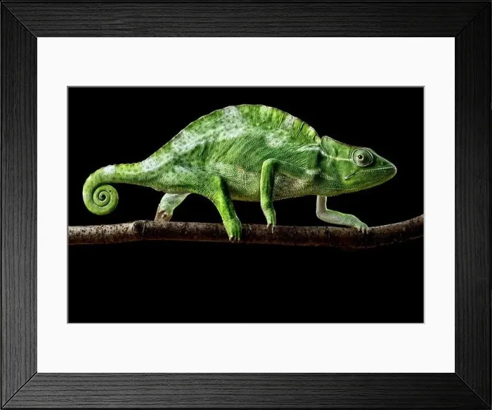 Framed Print : Usambara three-horned chameleon (Trioceros deremensis) female