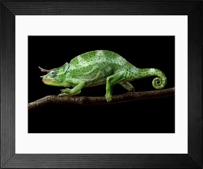 Framed Print : Usambara three-horned chameleon male (Trioceros deremensis) Framed Print : Usambara three-horned chameleon male (Trioceros deremensis)