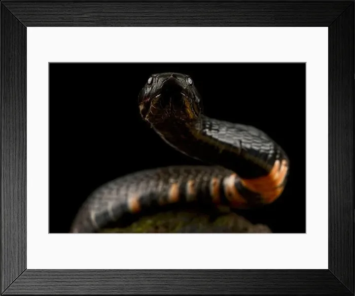 Framed Print : black-necked spitting cobra (Naja nigricollis) Framed Print : black-necked spitting cobra (Naja nigricollis)