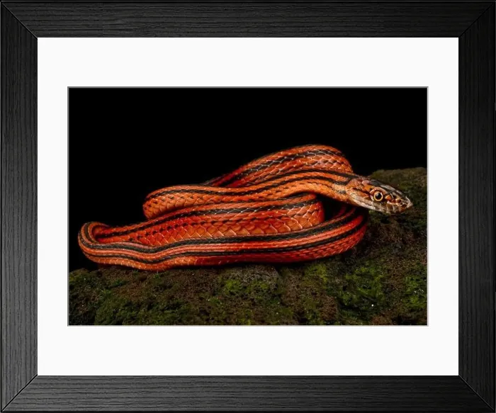 Framed Print : Red-black striped snake (Bothrophthalmus lineatus) Framed Print : Red-black striped snake (Bothrophthalmus lineatus)