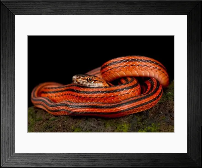 Framed Print : Red-black striped snake (Bothrophthalmus lineatus) Framed Print : Red-black striped snake (Bothrophthalmus lineatus)