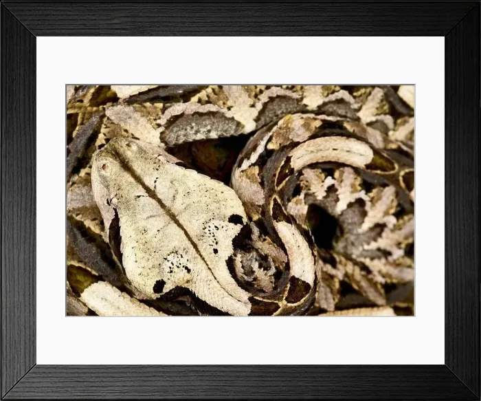 Framed Print : West African Gaboon Viper (Bitis rhinoceros) Framed Print : West African Gaboon Viper (Bitis rhinoceros)