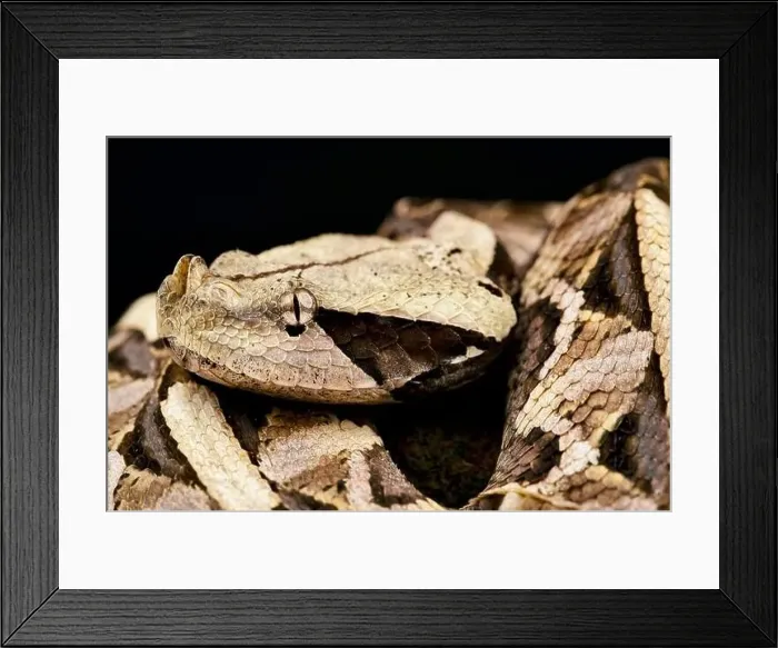 Framed Print : West African Gaboon Viper (Bitis rhinoceros) Framed Print : West African Gaboon Viper (Bitis rhinoceros)