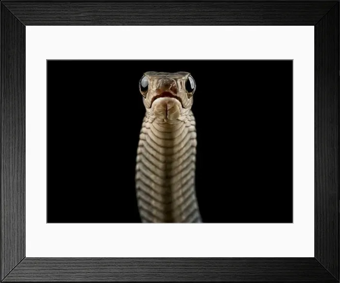 Framed Print : Western Black Tree Snake (Thrasops occidentalis) Framed Print : Western Black Tree Snake (Thrasops occidentalis)