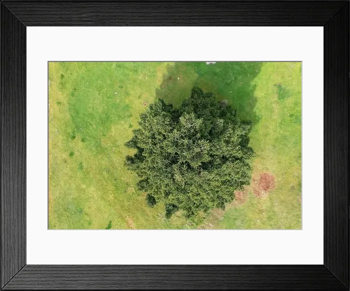 Framed Print : Lonely fir tree in a forest glade, aerial drone top view. Conifer evergreen tree on green grass, Spring season Framed Print : Lonely fir tree in a forest glade, aerial drone top view. Conifer evergreen tree on green grass, Spring season