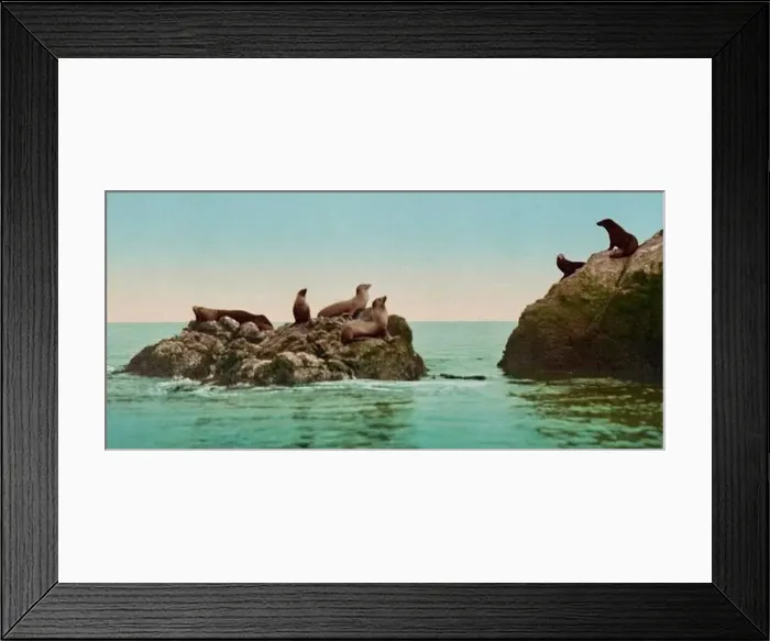 Framed Print : Seal Rocks, San Francisco, California 1901
