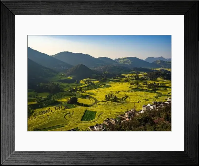 Framed Print : Yellow rapeseed (canola) flower field in spring, Luoping, China Framed Print : Yellow rapeseed (canola) flower field in spring, Luoping, China