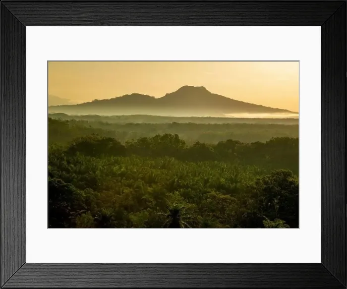 Framed Print : Aerial view of Oil palm tree plantation, Chiriqui, Panama - stock photo Framed Print : Aerial view of Oil palm tree plantation, Chiriqui, Panama - stock photo