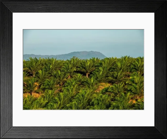 Framed Print : Aerial view of Oil palm tree plantation, Chiriqui, Panama - stock photo Framed Print : Aerial view of Oil palm tree plantation, Chiriqui, Panama - stock photo