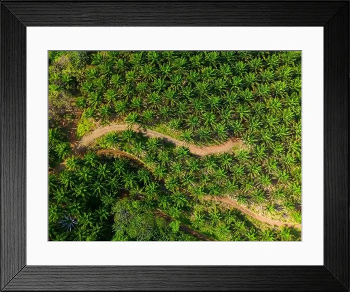 Framed Print : Aerial view of Oil palm tree plantation, Chiriqui, Panama - stock photo Framed Print : Aerial view of Oil palm tree plantation, Chiriqui, Panama - stock photo