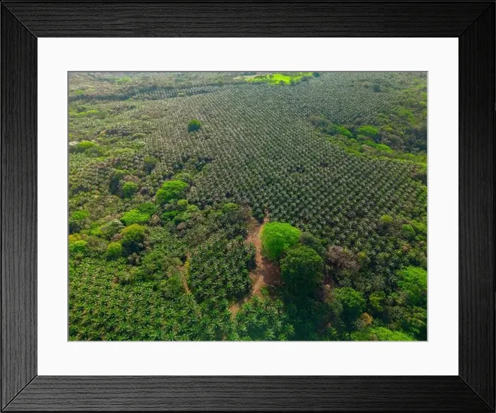 Framed Print : Aerial view of Oil palm tree plantation, Chiriqui, Panama - stock photo Framed Print : Aerial view of Oil palm tree plantation, Chiriqui, Panama - stock photo