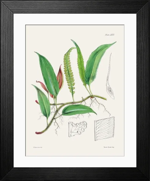 Framed Print : Vintage fern illustration. Botanical art from a book published in London, circa 1859 Framed Print : Vintage fern illustration. Botanical art from a book published in London, circa 1859