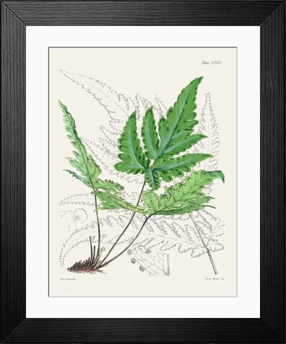 Framed Print : Vintage fern illustration. Botanical art from a book published in London, circa 1859 Framed Print : Vintage fern illustration. Botanical art from a book published in London, circa 1859