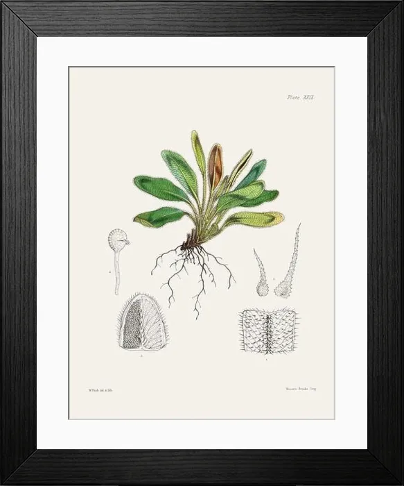 Framed Print : Vintage fern illustration. Botanical art from a book published in London, circa 1859 Framed Print : Vintage fern illustration. Botanical art from a book published in London, circa 1859