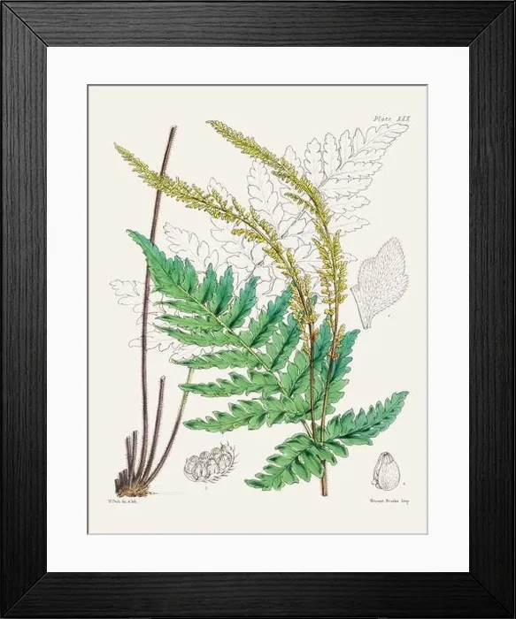 Framed Print : Vintage fern illustration. Botanical art from a book published in London, circa 1859 Framed Print : Vintage fern illustration. Botanical art from a book published in London, circa 1859