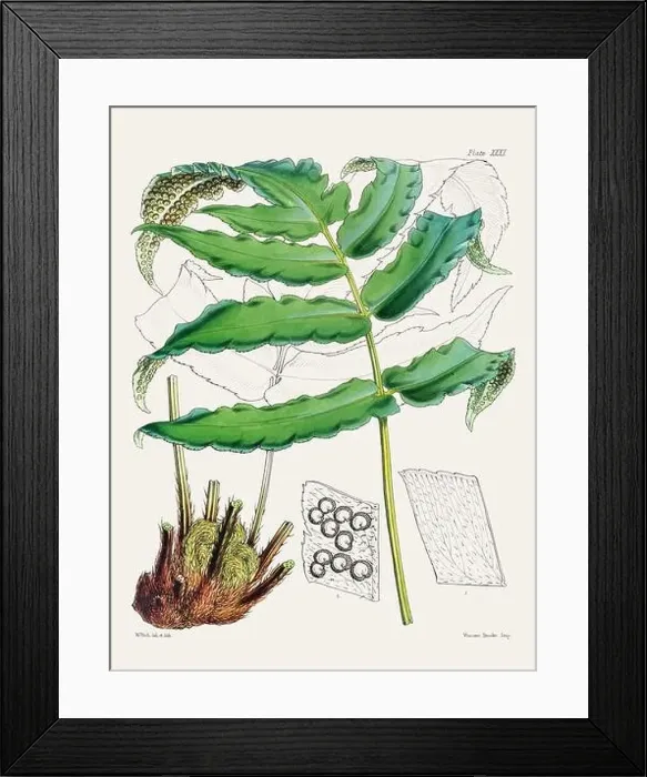 Framed Print : Vintage fern illustration. Botanical art from a book published in London, circa 1859 Framed Print : Vintage fern illustration. Botanical art from a book published in London, circa 1859