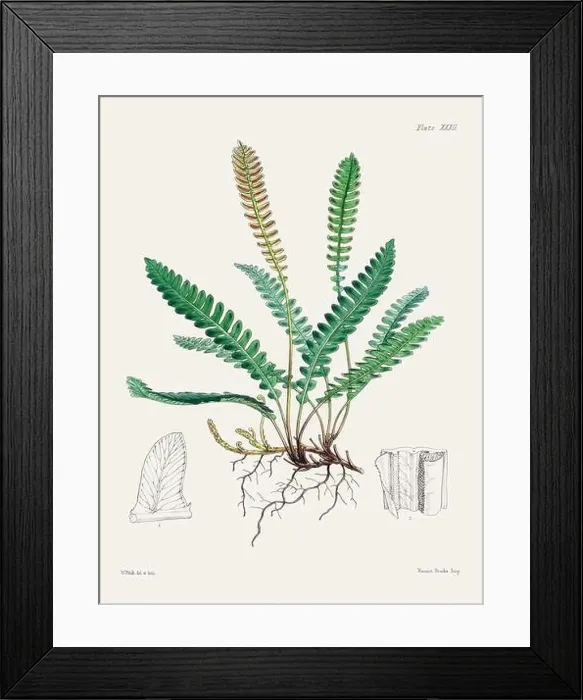 Framed Print : Vintage fern illustration. Botanical art from a book published in London, circa 1859 Framed Print : Vintage fern illustration. Botanical art from a book published in London, circa 1859