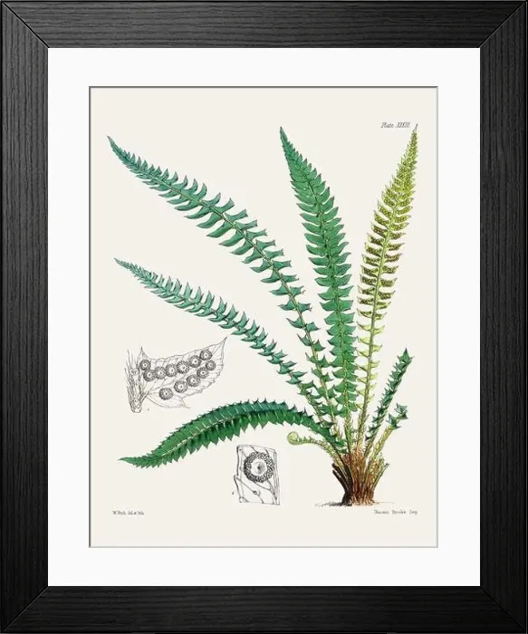 Framed Print : Vintage fern illustration. Botanical art from a book published in London, circa 1859 Framed Print : Vintage fern illustration. Botanical art from a book published in London, circa 1859