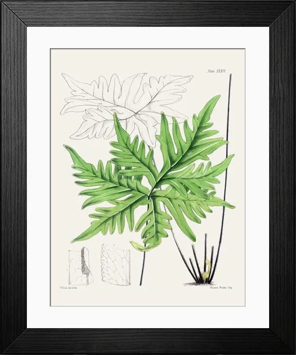 Framed Print : Vintage fern illustration. Botanical art from a book published in London, circa 1859 Framed Print : Vintage fern illustration. Botanical art from a book published in London, circa 1859