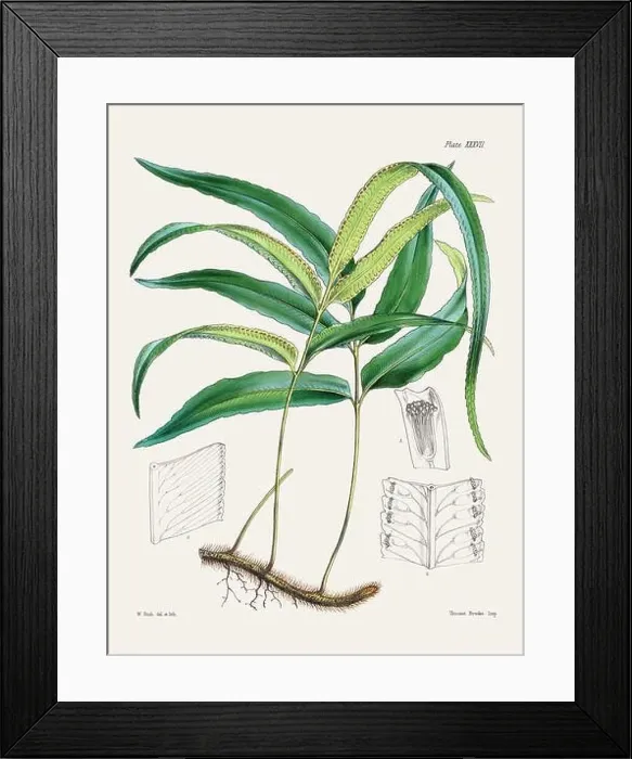 Framed Print : Vintage fern illustration. Botanical art from a book published in London, circa 1859 Framed Print : Vintage fern illustration. Botanical art from a book published in London, circa 1859