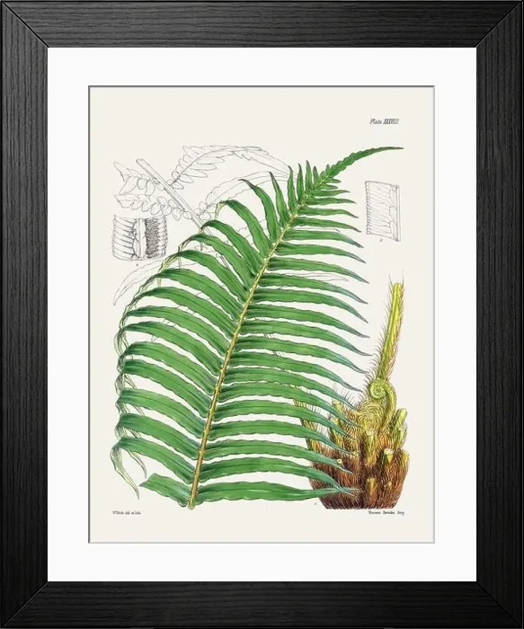 Framed Print : Vintage fern illustration. Botanical art from a book published in London, circa 1859 Framed Print : Vintage fern illustration. Botanical art from a book published in London, circa 1859