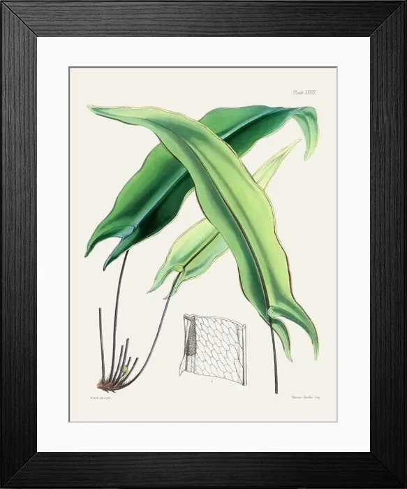 Framed Print : Vintage fern illustration. Botanical art from a book published in London, circa 1859 Framed Print : Vintage fern illustration. Botanical art from a book published in London, circa 1859