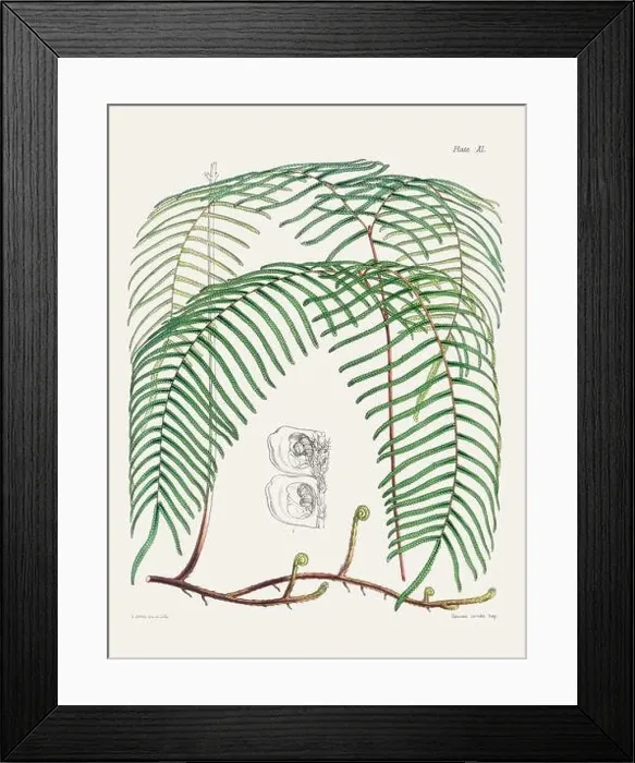 Framed Print : Vintage fern illustration. Botanical art from a book published in London, circa 1859 Framed Print : Vintage fern illustration. Botanical art from a book published in London, circa 1859