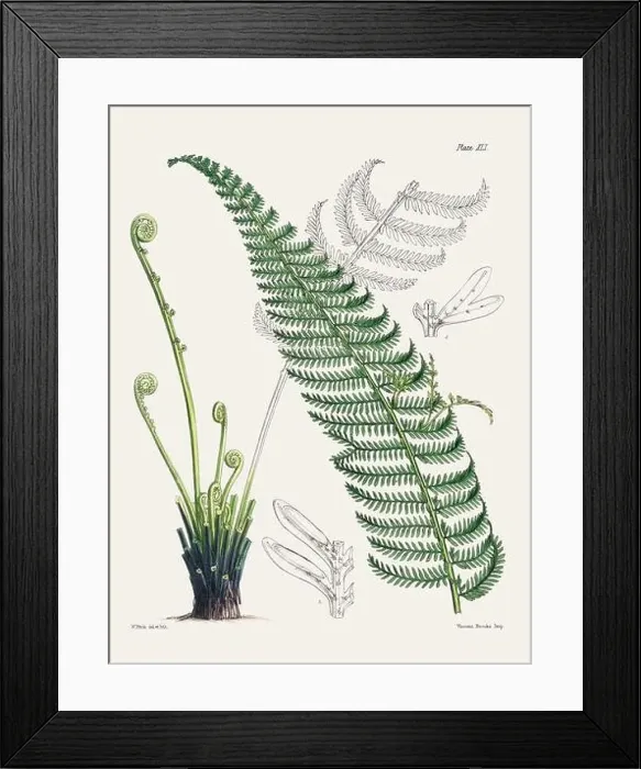 Framed Print : Vintage fern illustration. Botanical art from a book published in London, circa 1859 Framed Print : Vintage fern illustration. Botanical art from a book published in London, circa 1859