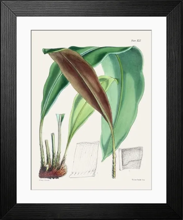 Framed Print : Vintage fern illustration. Botanical art from a book published in London, circa 1859 Framed Print : Vintage fern illustration. Botanical art from a book published in London, circa 1859