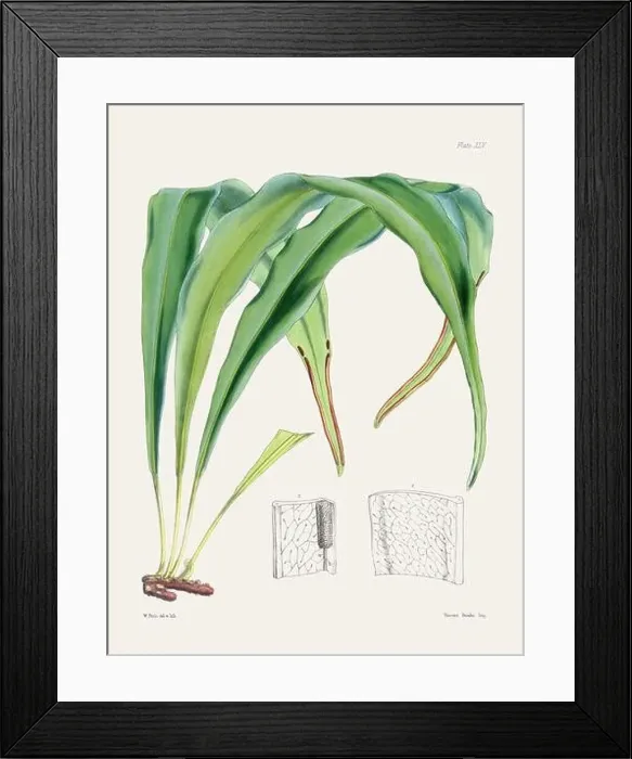 Framed Print : Vintage fern illustration. Botanical art from a book published in London, circa 1859 Framed Print : Vintage fern illustration. Botanical art from a book published in London, circa 1859
