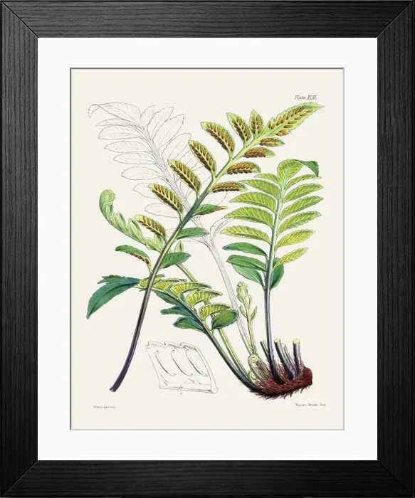 Framed Print : Vintage fern illustration. Botanical art from a book published in London, circa 1859 Framed Print : Vintage fern illustration. Botanical art from a book published in London, circa 1859