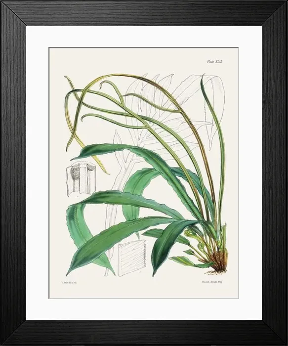 Framed Print : Vintage fern illustration. Botanical art from a book published in London, circa 1859 Framed Print : Vintage fern illustration. Botanical art from a book published in London, circa 1859