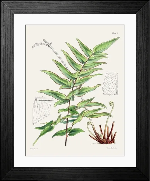 Framed Print : Vintage fern illustration. Botanical art from a book published in London, circa 1859 Framed Print : Vintage fern illustration. Botanical art from a book published in London, circa 1859