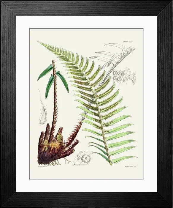 Framed Print : Vintage fern illustration. Botanical art from a book published in London, circa 1859 Framed Print : Vintage fern illustration. Botanical art from a book published in London, circa 1859