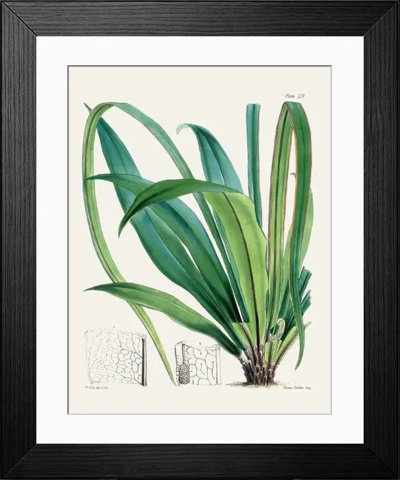 Framed Print : Vintage fern illustration. Botanical art from a book published in London, circa 1859 Framed Print : Vintage fern illustration. Botanical art from a book published in London, circa 1859