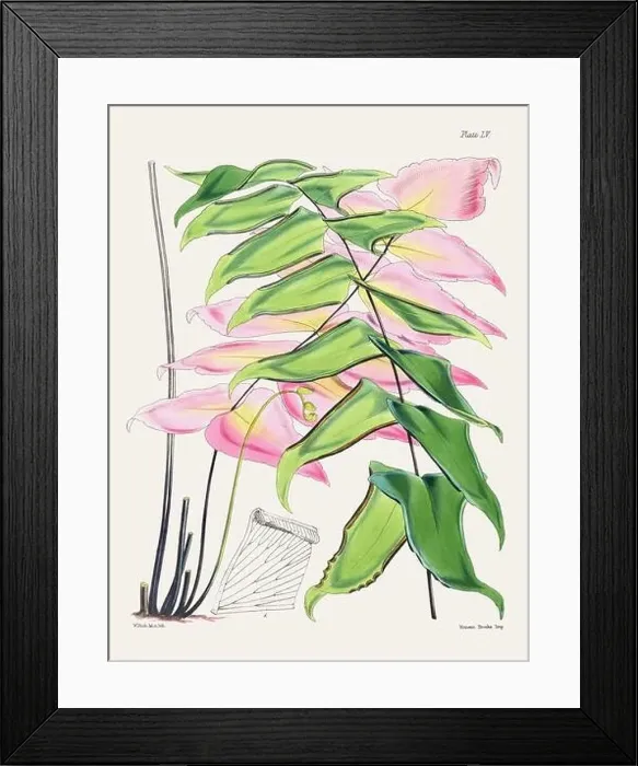Framed Print : Vintage fern illustration. Botanical art from a book published in London, circa 1859 Framed Print : Vintage fern illustration. Botanical art from a book published in London, circa 1859