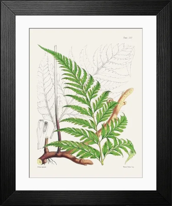 Framed Print : Vintage fern illustration. Botanical art from a book published in London, circa 1859 Framed Print : Vintage fern illustration. Botanical art from a book published in London, circa 1859