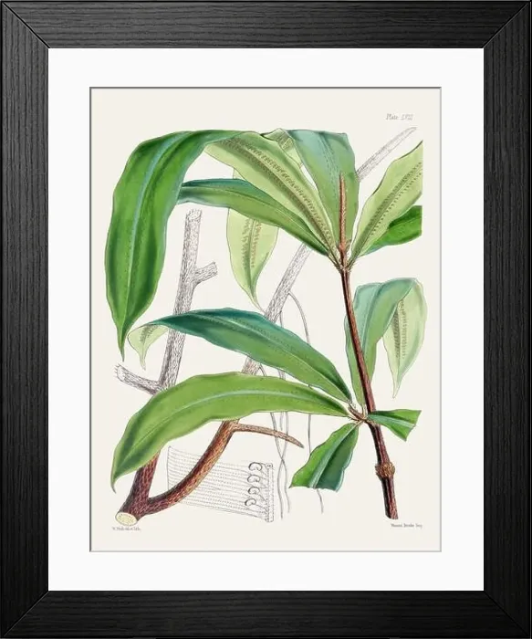 Framed Print : Vintage fern illustration. Botanical art from a book published in London, circa 1859 Framed Print : Vintage fern illustration. Botanical art from a book published in London, circa 1859