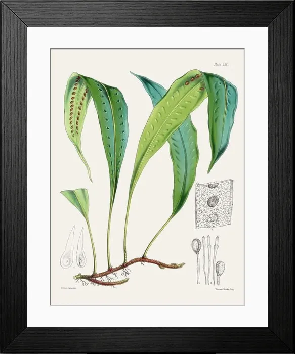 Framed Print : Vintage fern illustration. Botanical art from a book published in London, circa 1859 Framed Print : Vintage fern illustration. Botanical art from a book published in London, circa 1859