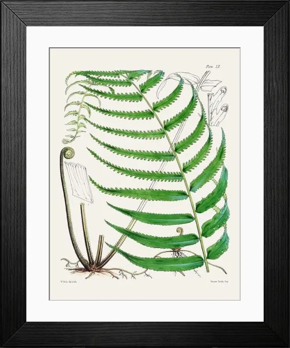 Framed Print : Vintage fern illustration. Botanical art from a book published in London, circa 1859 Framed Print : Vintage fern illustration. Botanical art from a book published in London, circa 1859