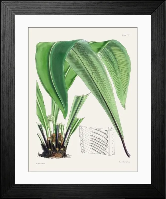 Framed Print : Vintage fern illustration. Botanical art from a book published in London, circa 1859 Framed Print : Vintage fern illustration. Botanical art from a book published in London, circa 1859